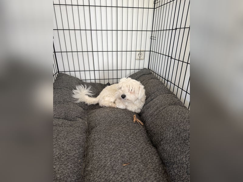 Süß Hund zum verkaufen
