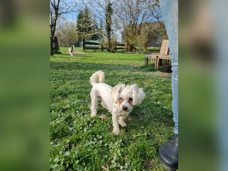 Rasse: Bolonka oder Pudel - Mischling Moniča