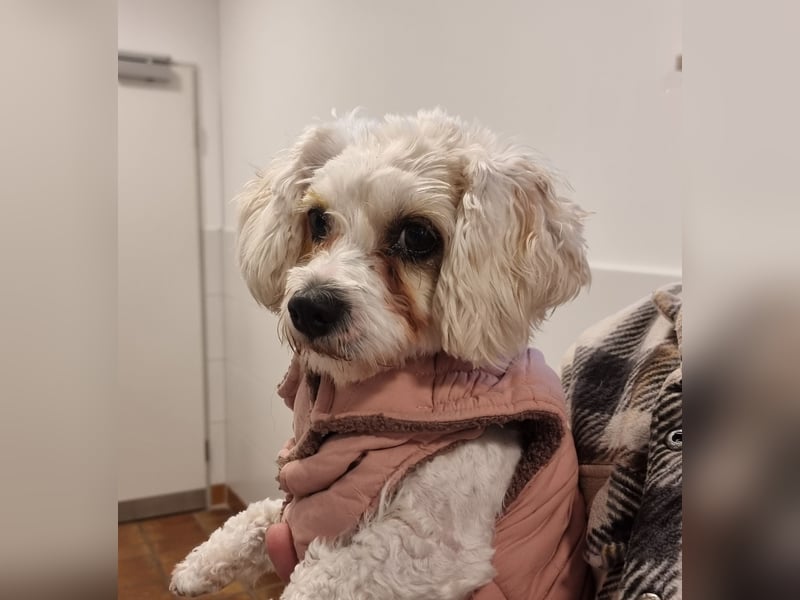 Rasse: Bolonka oder Pudel - Mischling Moniča