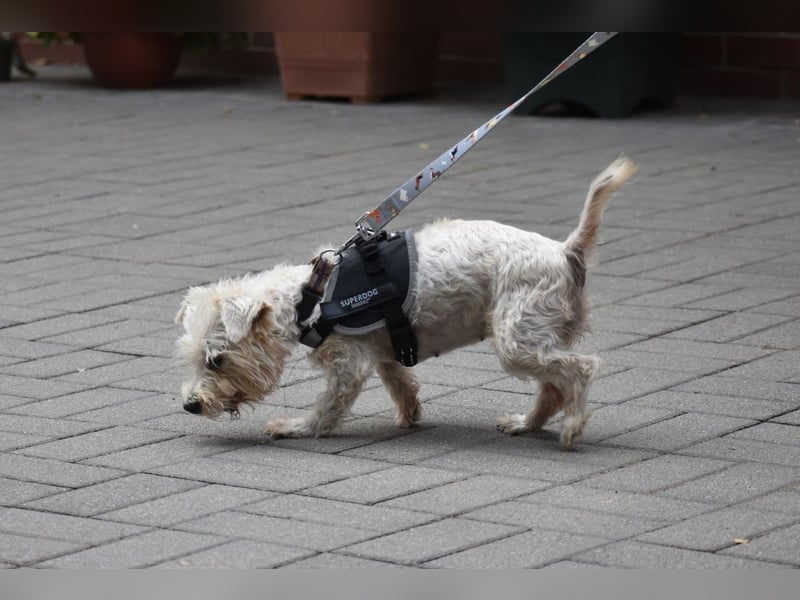 Boroka
