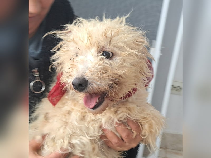 Bichon Mädel Viola würde Rumänien gerne schnell verlassen