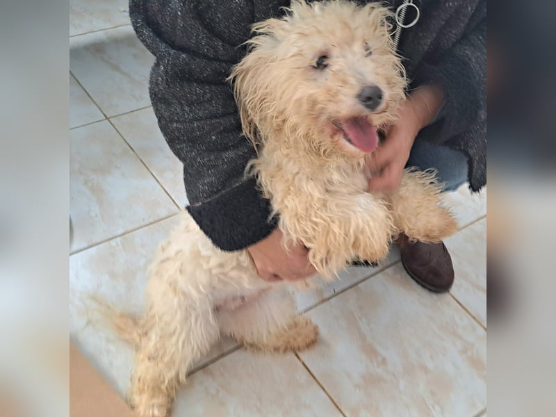 Bichon Mädel Viola würde Rumänien gerne schnell verlassen