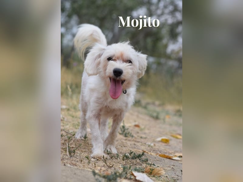 Aperol & Mojito - zwei kleine, junge Seelen die zusammenbleiben möchten
