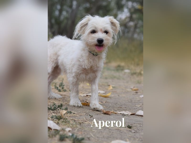 Aperol & Mojito - zwei kleine, junge Seelen die zusammenbleiben möchten