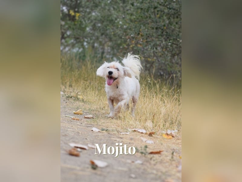 Aperol & Mojito - zwei kleine, junge Seelen die zusammenbleiben möchten