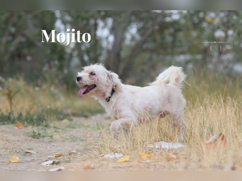 Aperol & Mojito - zwei kleine, junge Seelen die zusammenbleiben möchten