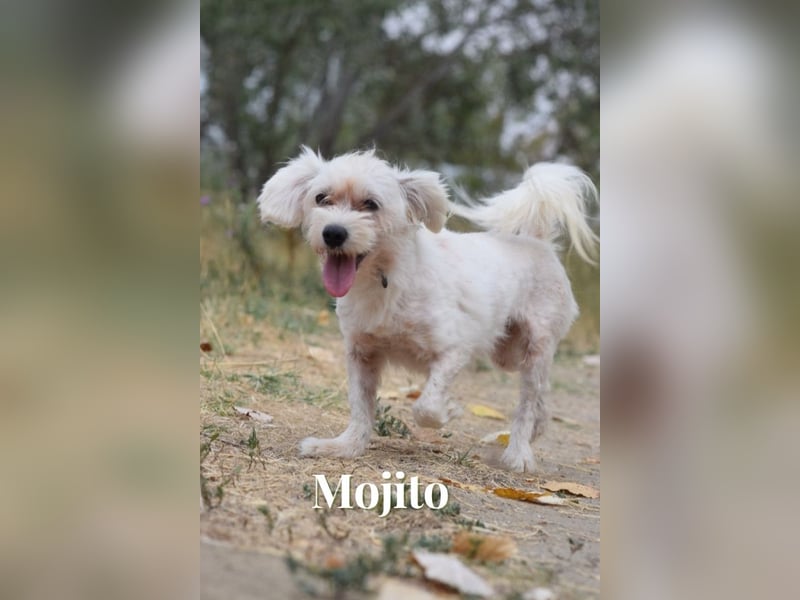 Aperol & Mojito - zwei kleine, junge Seelen die zusammenbleiben möchten