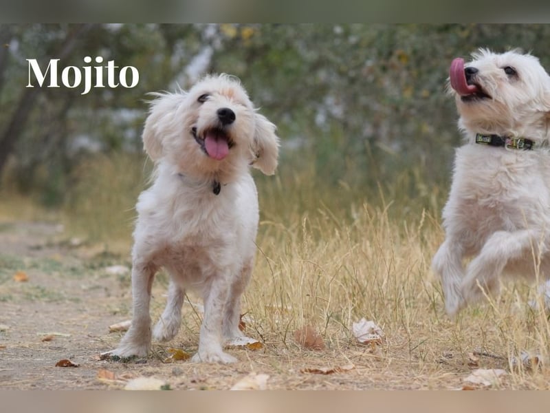 Aperol & Mojito - zwei kleine, junge Seelen die zusammenbleiben möchten