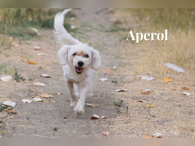 Aperol & Mojito - zwei kleine, junge Seelen die zusammenbleiben möchten