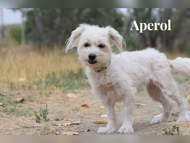 Aperol & Mojito - zwei kleine, junge Seelen die zusammenbleiben möchten