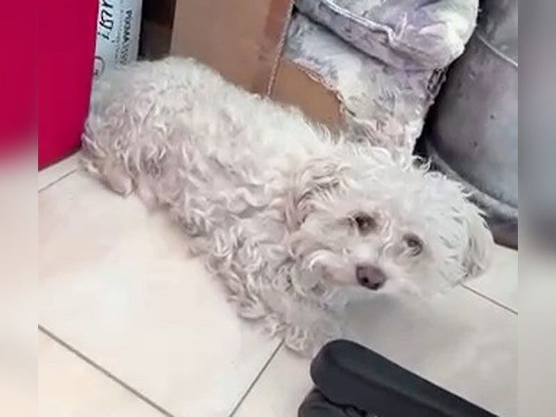 ❤️❤️❤️ scheuer kleiner BRÖSEL - 6,5 Jahre, 28cm - Bichon-Mix