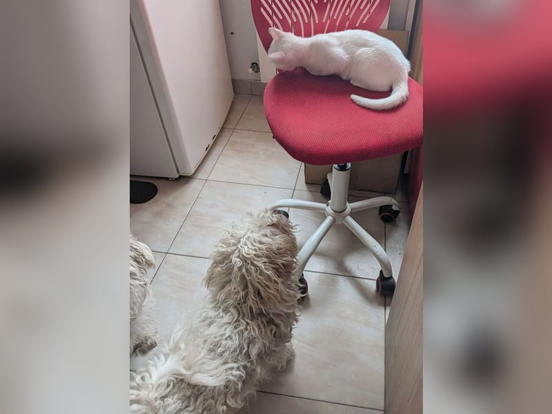 ❤️❤️❤️ scheuer kleiner BRÖSEL - 6,5 Jahre, 28cm - Bichon-Mix