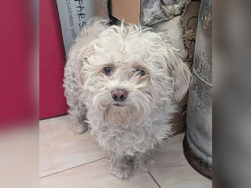 ❤️❤️❤️ scheuer kleiner BRÖSEL - 6,5 Jahre, 28cm - Bichon-Mix