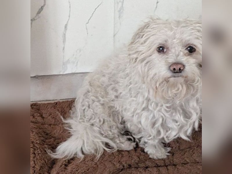 ❤️❤️❤️ scheuer kleiner BRÖSEL - 6,5 Jahre, 28cm - Bichon-Mix