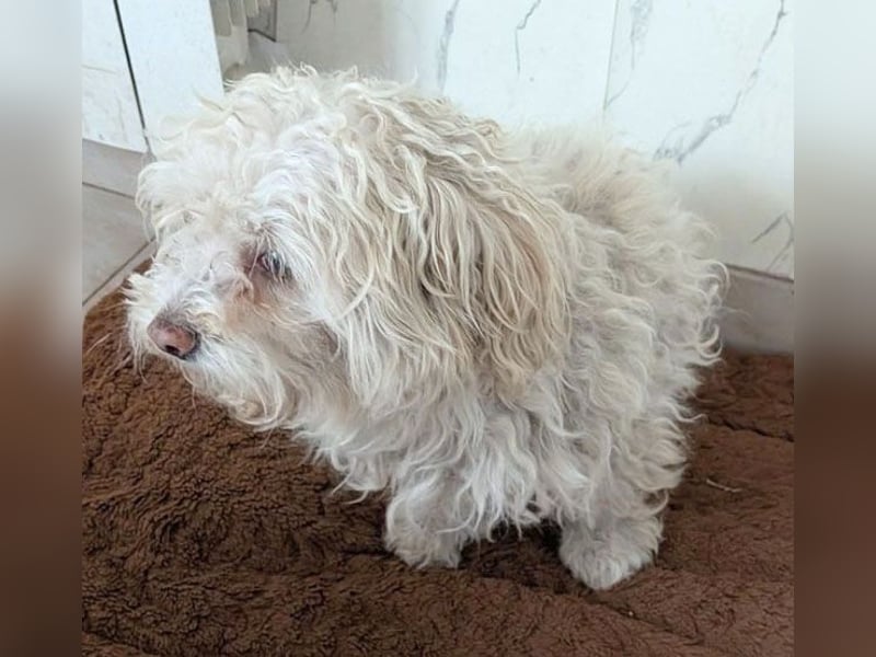 ❤️❤️❤️ scheuer kleiner BRÖSEL - 6,5 Jahre, 28cm - Bichon-Mix
