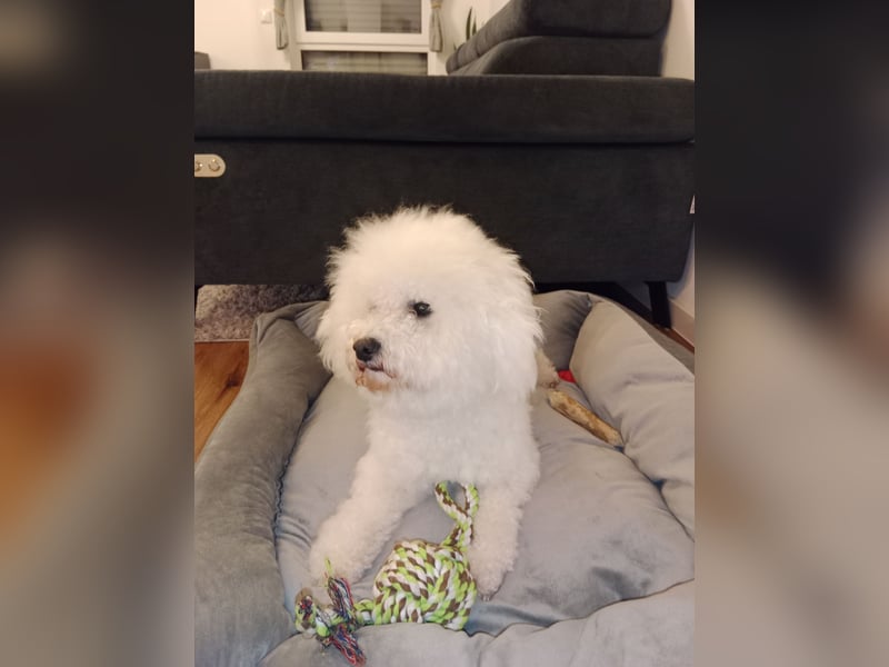 Bichon Frisé Deckrüde und stolzer Papa