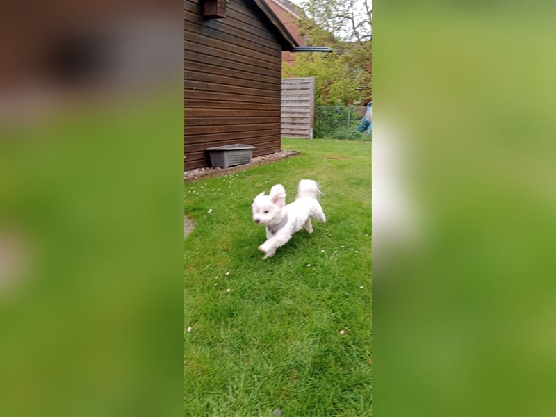 Bichon Frisé Deckrüde und stolzer Papa