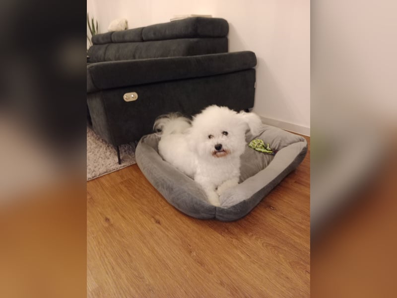 Bichon Frisé Deckrüde und stolzer Papa