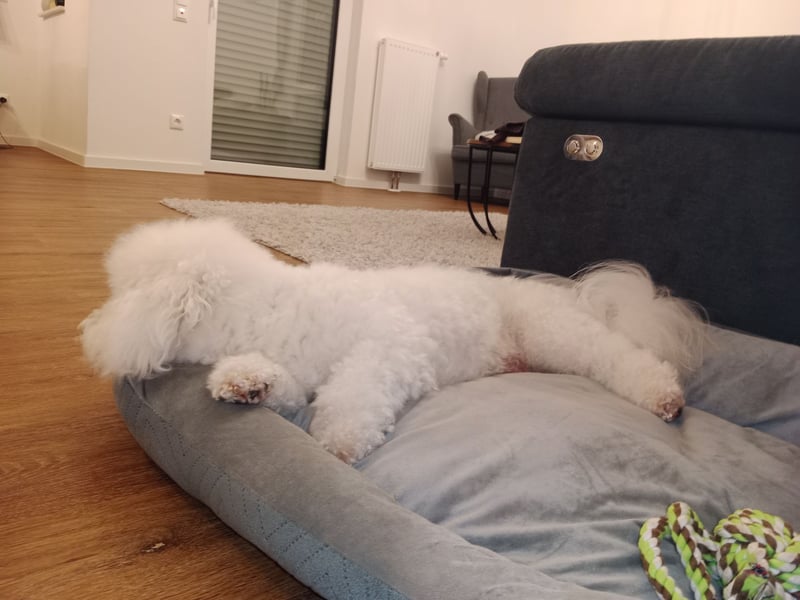 Bichon Frisé Deckrüde und stolzer Papa