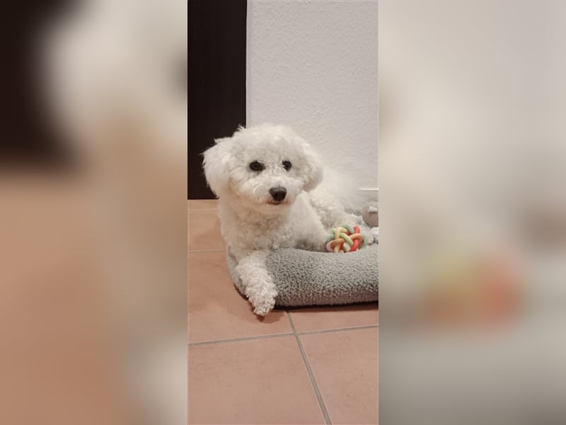Bichon Frisé Deckrüde und stolzer Papa