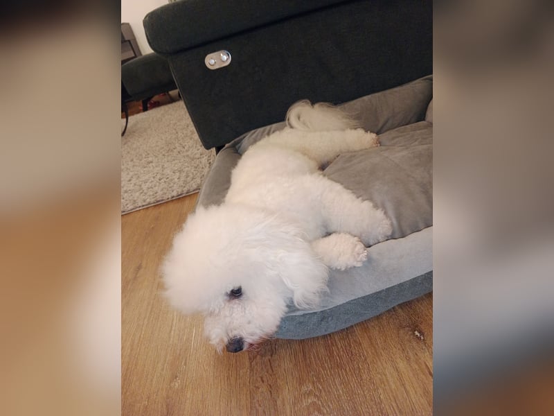 Bichon Frisé Deckrüde und stolzer Papa