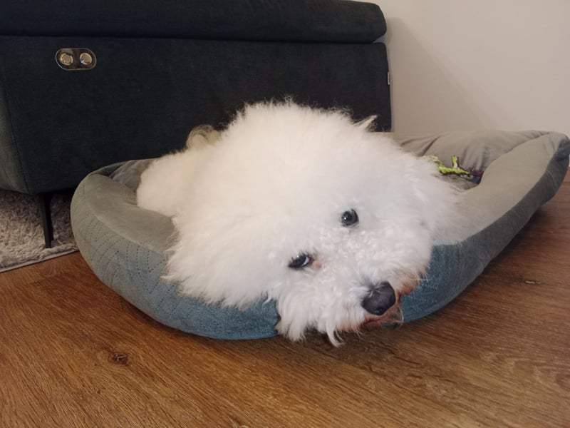 Bichon Frisé Deckrüde und stolzer Papa