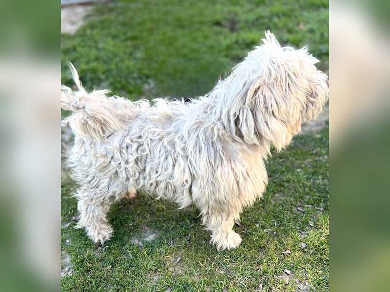 Luis -Kleine Fellnase mit großem Herz