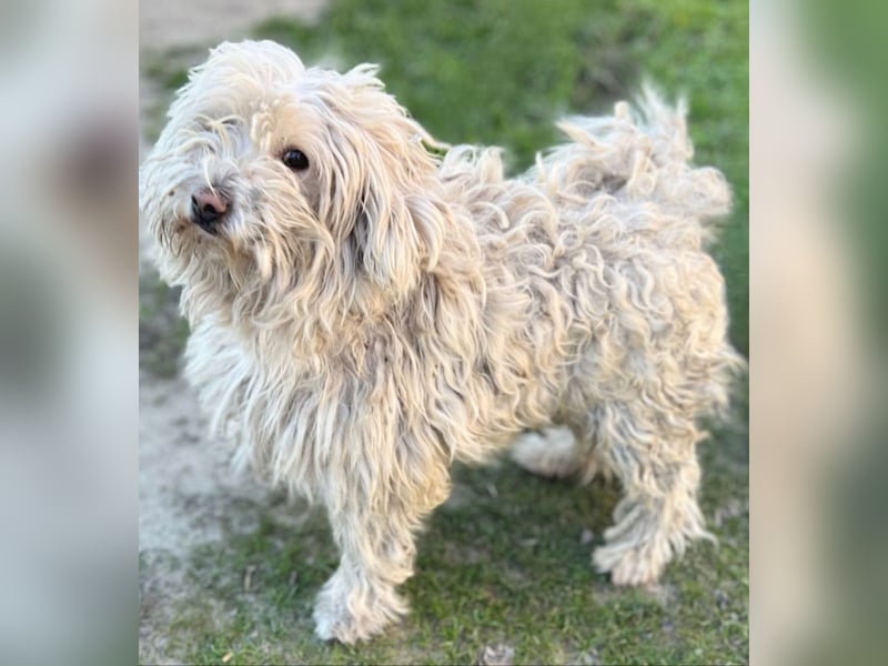 Luis -Kleine Fellnase mit großem Herz