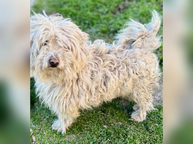 Luis -Kleine Fellnase mit großem Herz