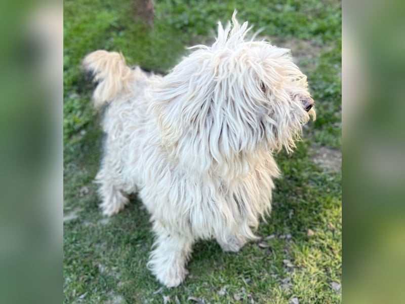 Luis -Kleine Fellnase mit großem Herz