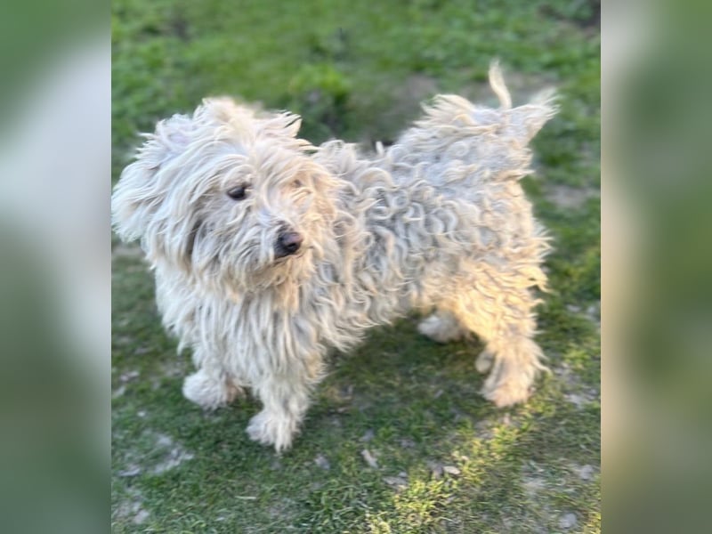 Luis -Kleine Fellnase mit großem Herz