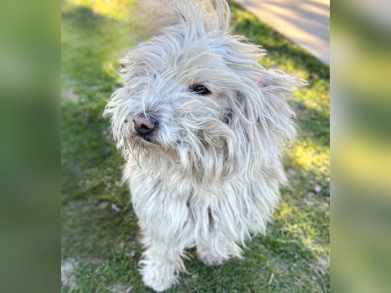 Luis -Kleine Fellnase mit großem Herz