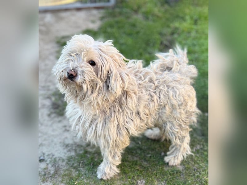 Luis -Kleine Fellnase mit großem Herz