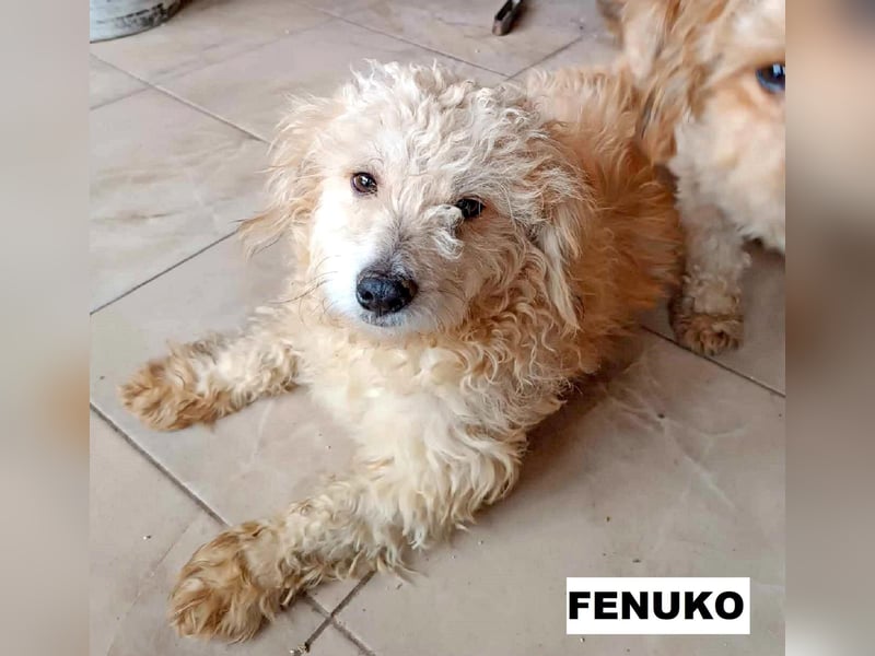 Fenuko sucht liebe Menschen