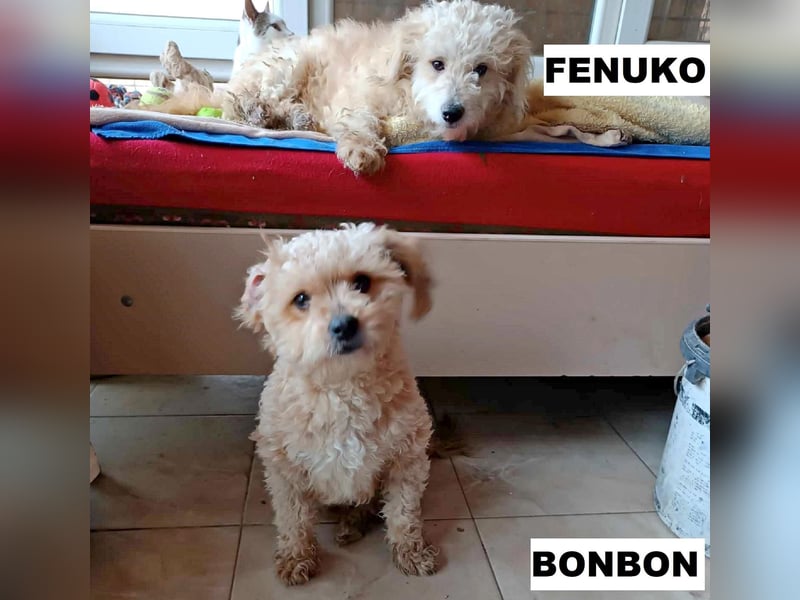 Fenuko sucht liebe Menschen