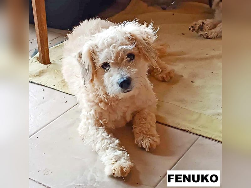 Fenuko sucht liebe Menschen