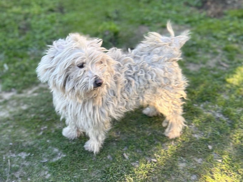 Luis-LM - wuschelige Fellnase sucht ein Zuhause 