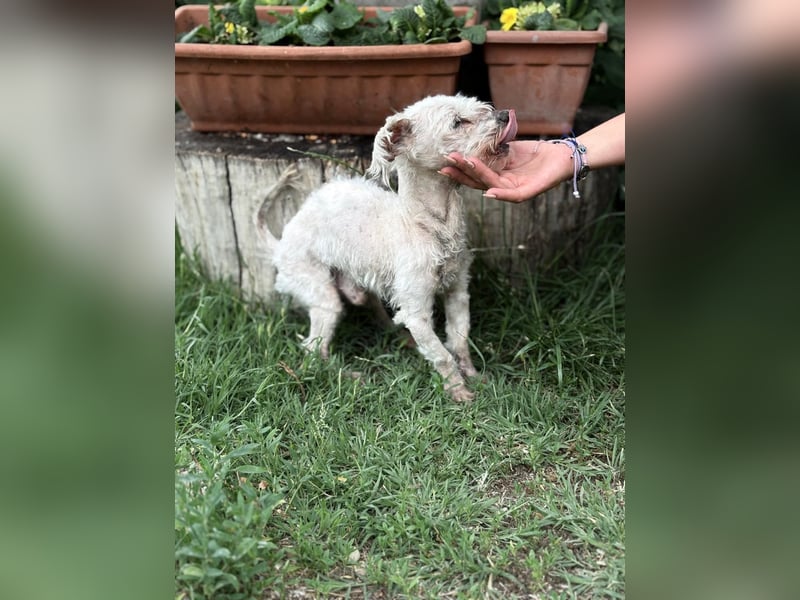 Optimus_KK – treuer Senior sucht würdigen Lebensabend 