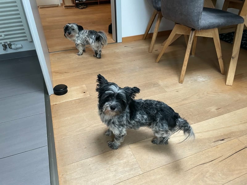 Casper, geboren 01.11.2022, 30cm sucht neues Zuhause