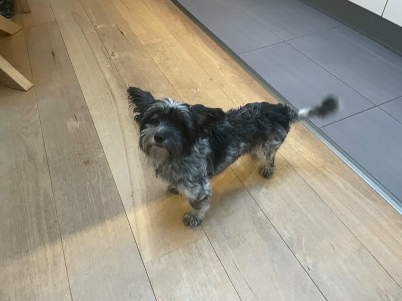 Casper, geboren 01.11.2022, 30cm sucht neues Zuhause