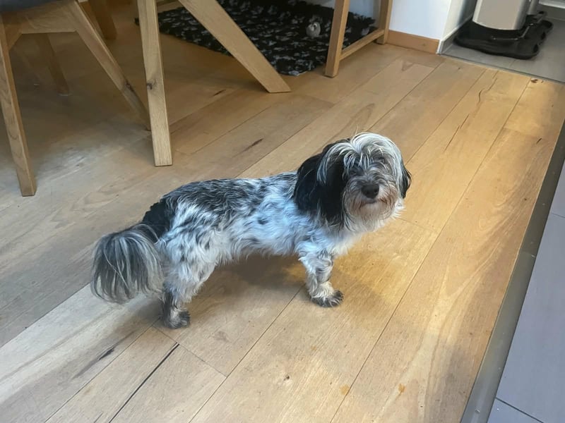 Gino, geboren 01.11.2022, 30cm sucht neuen Wirkungskreis