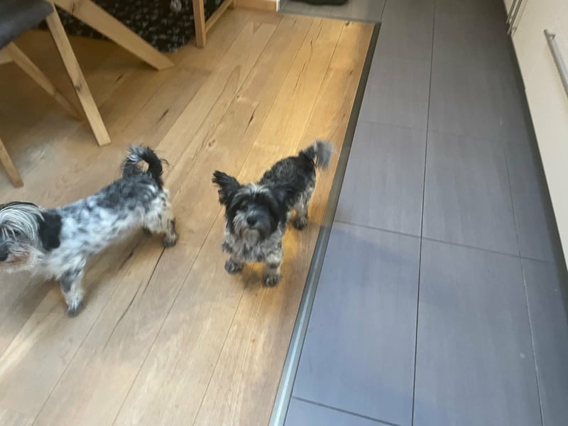 Casper, geboren 01.11.2022, 30cm sucht neues Zuhause