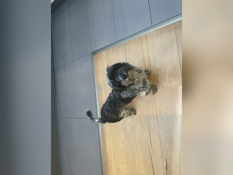 Casper, geboren 01.11.2022, 30cm sucht neues Zuhause