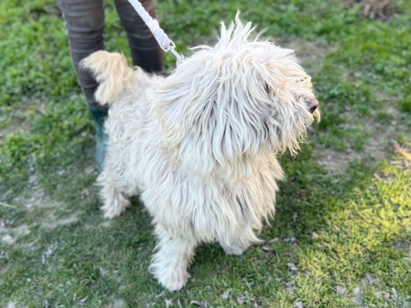 Luis, lieber Bichon/ Pinscher Mix geb. 2018