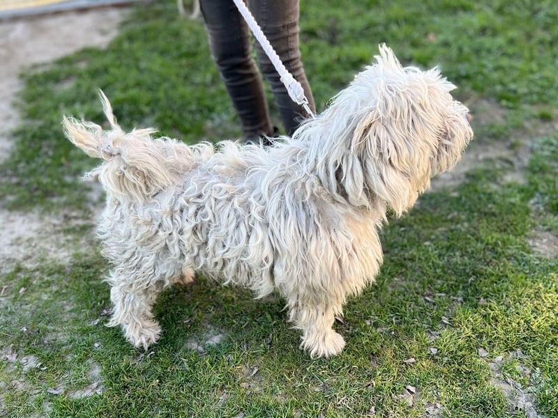 Luis, lieber Bichon/ Pinscher Mix geb. 2018