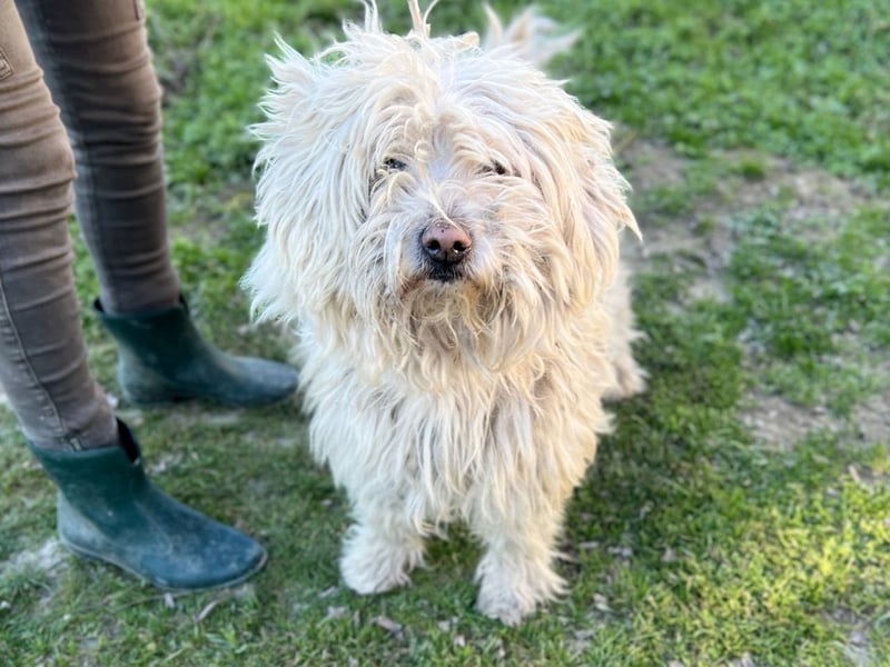 Luis, lieber Bichon/ Pinscher Mix geb. 2018