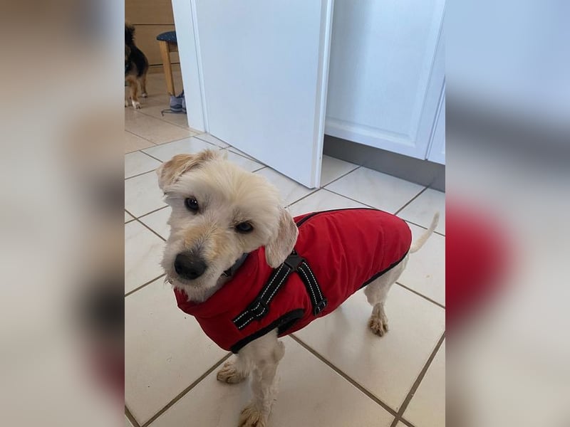 ♥WINFRED♥ neu auf Pflegestelle bei Duisburg - süßer, verschmuster kleiner Rüde 30 cm