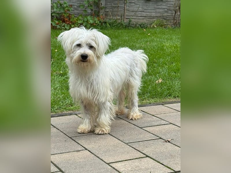♥DORI♥ auf Pflegestelle bei Köln - süße, ganz liebe und menschenbezogene Hündin 36 cm