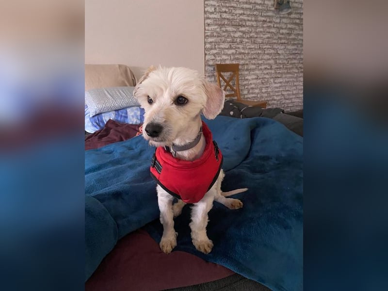♥WINFRED♥ neu auf Pflegestelle bei Duisburg - süßer, verschmuster kleiner Rüde 30 cm