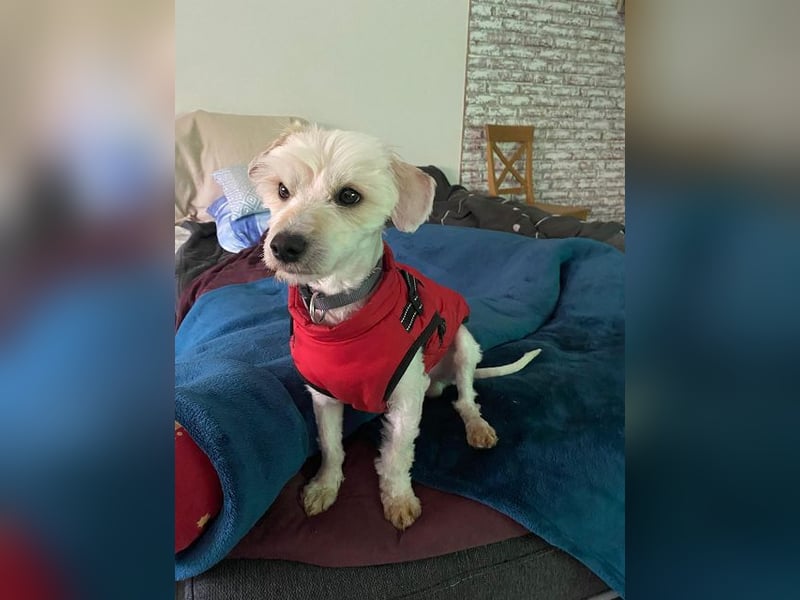 ♥WINFRED♥ neu auf Pflegestelle bei Duisburg - süßer, verschmuster kleiner Rüde 30 cm